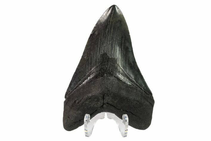 Fossil Megalodon Tooth - South Carolina #135930